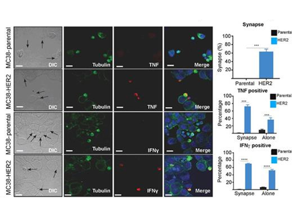 Confocal microscopy using Alpha Tubulin